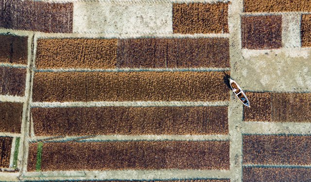 In un report il mercato globale delle alghe