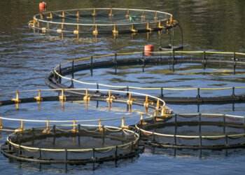 La FAO guida gli sforzi globali per rafforzare l'acquacoltura