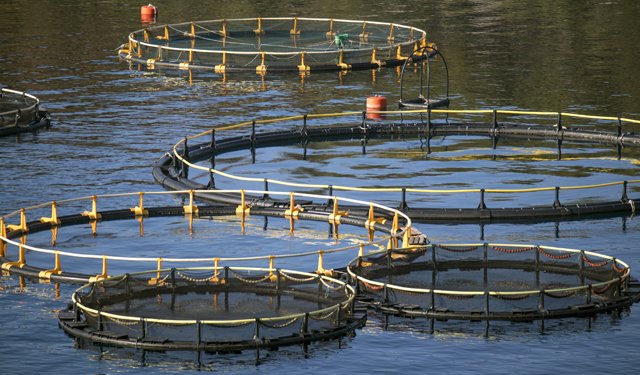 La FAO guida gli sforzi globali per rafforzare l'acquacoltura