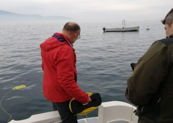 Oltre 5.000 piccoli carpioni immessi nel lago di Garda
