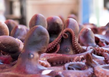 Polpo, minore disponibilità e prezzi elevati