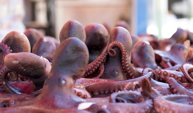 Polpo, minore disponibilità e prezzi elevati