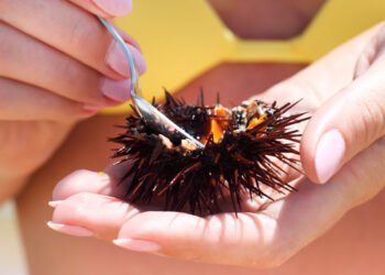 Si ferma per tre anni la pesca dei ricci nei mari pugliesi