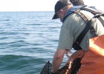 Barriere coralline artificiali nel Mar Baltico