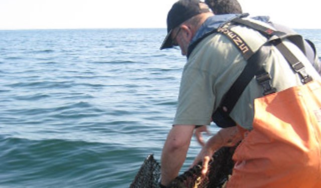 Barriere coralline artificiali nel Mar Baltico