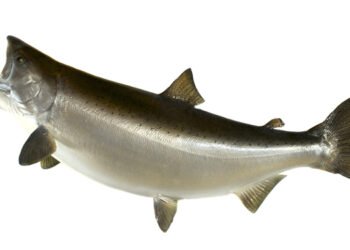 Il salmone King della Nuova Zelanda ha un'impronta di carbonio inferiore a quella di manzo e agnello
