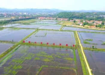 In Cina il primo allevamento al mondo di gamberi certificati ASC 