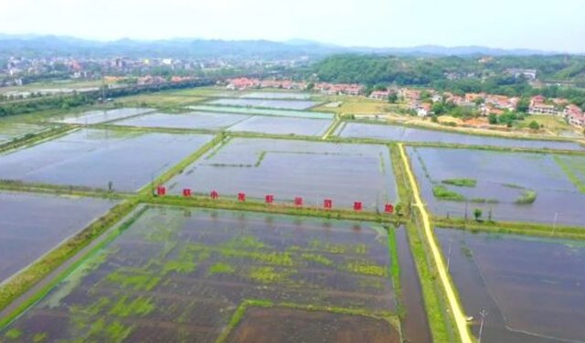 In Cina il primo allevamento al mondo di gamberi certificati ASC 