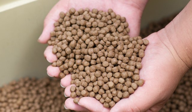 Mangimi acquacoltura. La Russia autosufficiente entro 3 anni