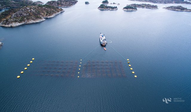 Memorandum d'intesa per Simply Blue Group e Arctic Seaweed
