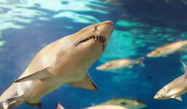 Oceana: necessaria forte azione politica a favore degli oceani