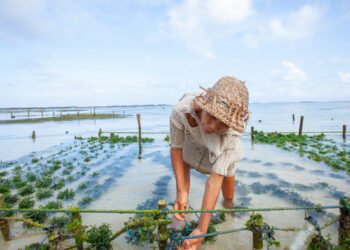 Ricerca sul ruolo delle alghe nella sicurezza alimentare