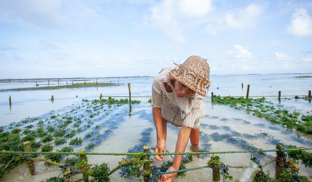 Ricerca sul ruolo delle alghe nella sicurezza alimentare