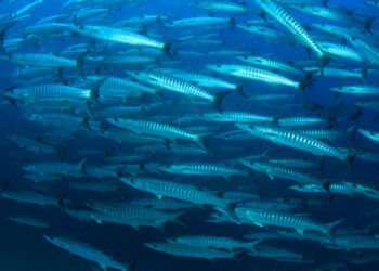 Riscaldamento globale: i pesci migrano in acque più fredde