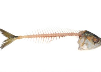 Più sostenibilità con la valorizzazione dei sottoprodotti del pesce