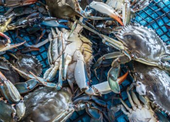 Graanchio blu. Condividere piano emergenziale veneto