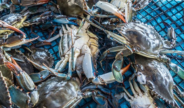 Graanchio blu. Condividere piano emergenziale veneto