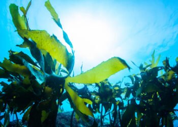 Conoscere le alghe per apprezzarne il valore