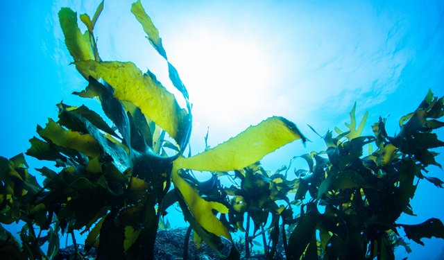 Conoscere le alghe per apprezzarne il valore
