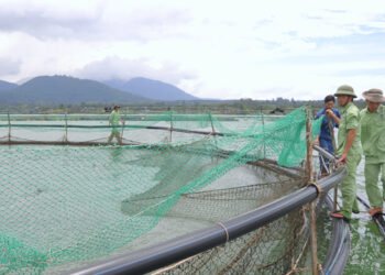 Dalla FAO una guida per promuovere l'acquacoltura sostenibile 