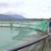 Dalla FAO una guida per promuovere l'acquacoltura sostenibile