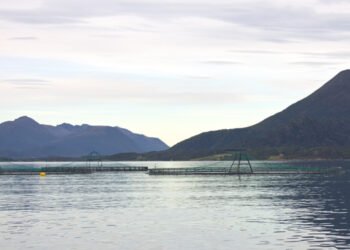 Esportazioni record per il settore ittico norvegese