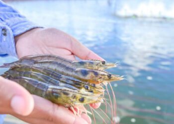 FloGro Fresh rivoluziona l'allevamento dei gamberi