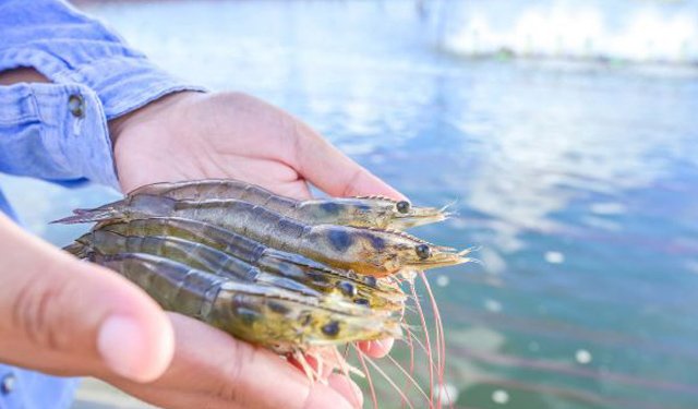 FloGro Fresh rivoluziona l'allevamento dei gamberi