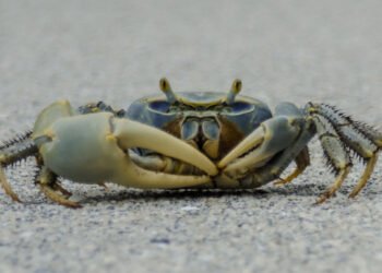 Granchio blu. Bonaccini e Mammi: "Dichiarare emergenza nazionale"