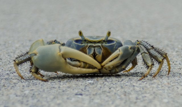 Granchio blu. Bonaccini e Mammi: "Dichiarare emergenza nazionale"