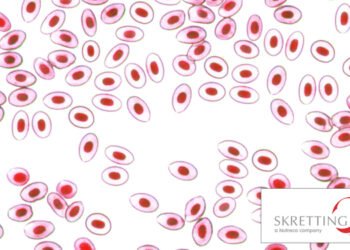 HTO2, la soluzione Skretting per alimentare i pesci in estate