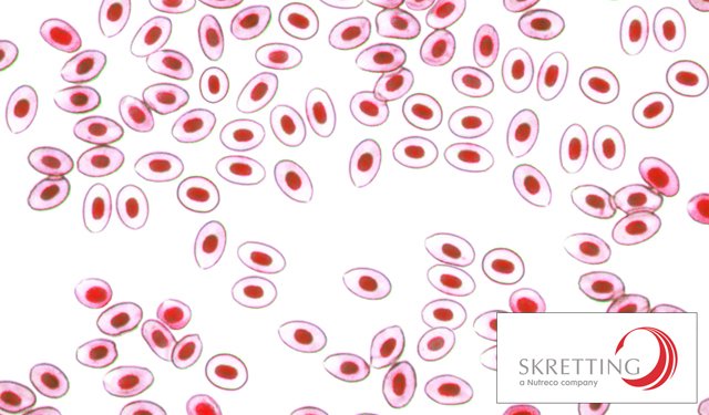 HTO2, la soluzione Skretting per alimentare i pesci in estate
