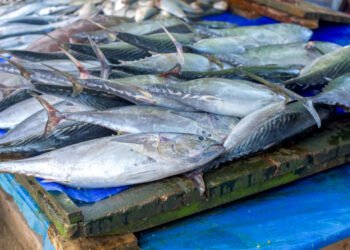 Il Gabon e il tonno: un tesoro del mare africano