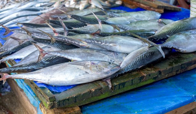 Il Gabon e il tonno: un tesoro del mare africano