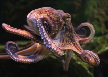 Il Polpo, il genio curioso dei fondali