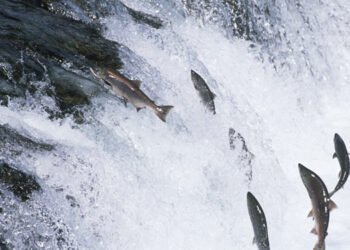 Il salmone e la sua straordinaria storia di viaggi e risalite