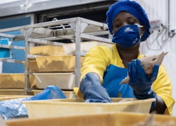 La catena del valore di Airone Seafood