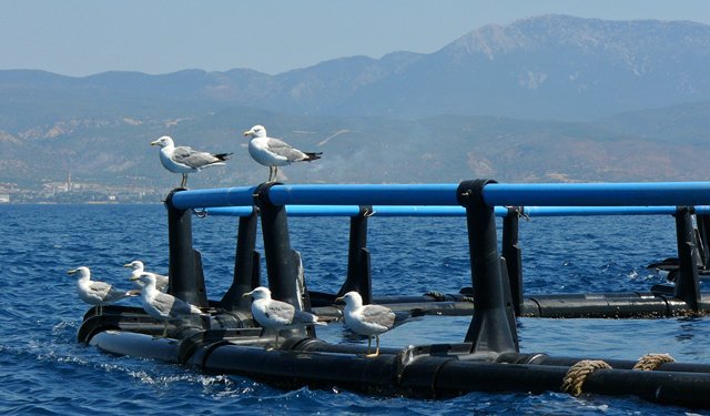 La crescita globale dell'acquacoltura rallenta del 40%