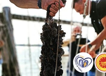 Vola nel mercato la Cozza di Scardovari DOP