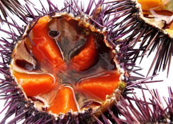 Ricci di mare: un'avventura tra miti, leggende e sapori d’estate