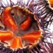 Ricci di mare: un'avventura tra miti, leggende e sapori d’estate
