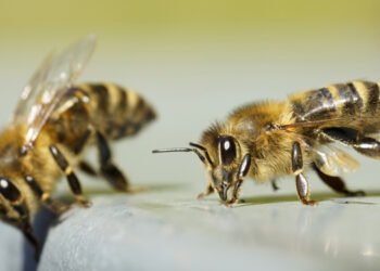 Acquacoltura. Nelle api il potenziale per combattere agenti patogeni