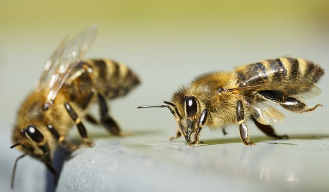 Acquacoltura. Nelle api il potenziale per combattere agenti patogeni