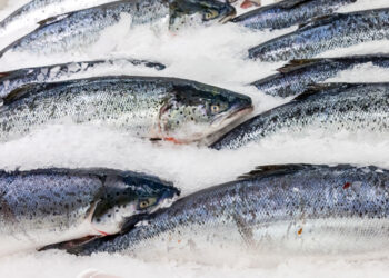 Boom delle esportazioni di salmone norvegese in Cina