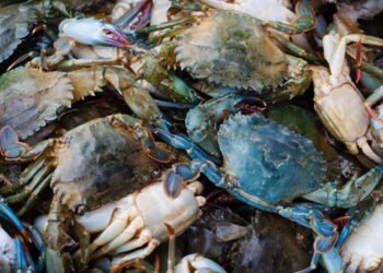 Da Alleanza Cooperative chieste risorse per frenare avanzata granchio blu