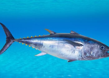 Dopo sei decenni il torno rosso torna nelle acque svedesi