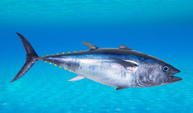 Dopo sei decenni il torno rosso torna nelle acque svedesi