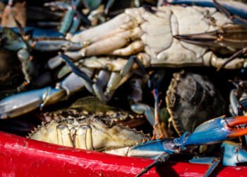 Granchio blu. Emilia Romagna, ristori per un milione di euro