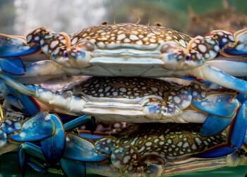 Granchio blu, Ghidoni presenta interrogazione in Ue