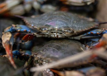 Granchio blu, Toti: "Da mesi monitoriamo la situazione, pronti a tutelare i nostri miticoltori"